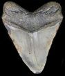 Bargain Megalodon Tooth - North Carolina #41159-2